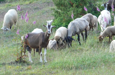 Schaf-Ziegen-Herde
