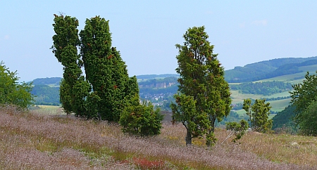Wabelsberger Heide